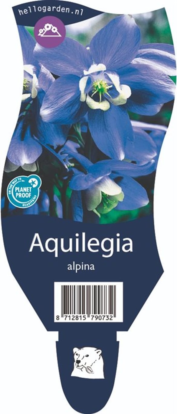 Aquilegia alpina - P11